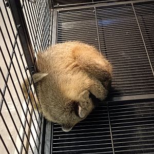 IIPE 2025 - Coatimundi (Nasua nasua)