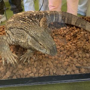 IIPE 2025 - Black-throated Monitor (Varanus albigularis ionidesi)