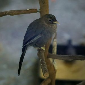 Plain Laughingthrush (Pterorhinus davidi)