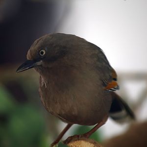 Elliot's Laughingthrush (Trochalopteron elliotii)