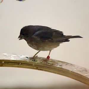 Common Rosefinch (Carpodacus erythrinus)