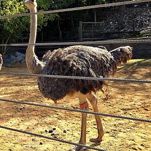 Common Ostrich - Zoo Knoxville