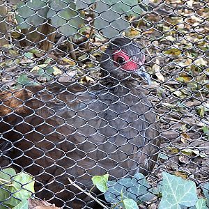 Edward's Pheasant - Zoo Knoxville