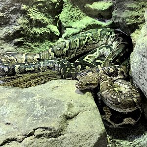 Angolan Python - Zoo Knoxville