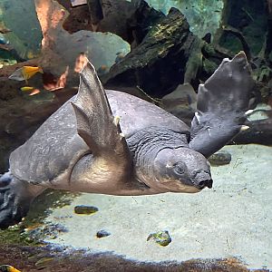 Fly River Turtle - Zoo Knoxville