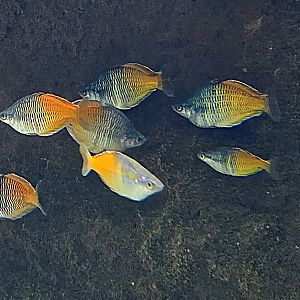 Boeseman's Rainbowfish - Zoo Knoxville