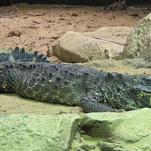 West African Dwarf Crocodile - Zoo Knoxville