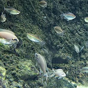 Lyretail Cichlids & Congo Tetras - Zoo Knoxville