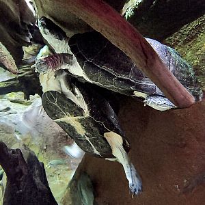 East African Mud Turtle - Zoo Knoxville