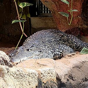Cuban Crocodile - Zoo Knoxville