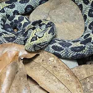 Ethiopian Mountain Viper - Zoo Knoxville