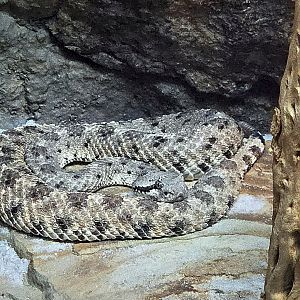 Sidewinder- Zoo Knoxville