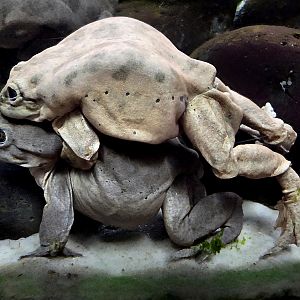 Titicaca Water Frog - Zoo Knoxville