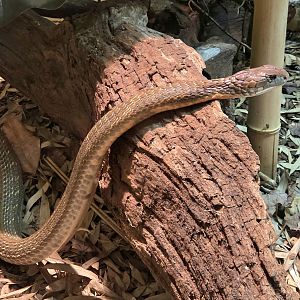 King Cobra - Zoo Knoxville