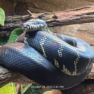 Boelen’s Python - Zoo Knoxville
