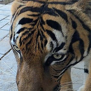Malayan Tiger - Zoo Knoxville