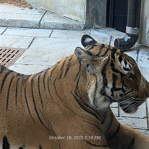 Malayan Tiger - Zoo Knoxville