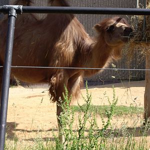 Bactrian Camel at Cassons (Elephant House), 11 June 2006