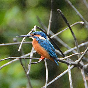 Juvenile Blue - eared kingfisher
