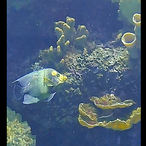 blue girdled angelfish?