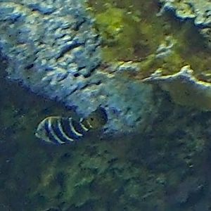 unknown fish