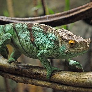 Parson's chameleon