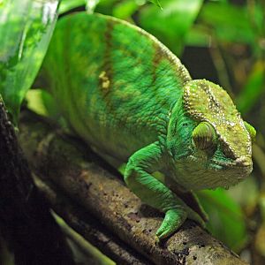 Panther chameleon female