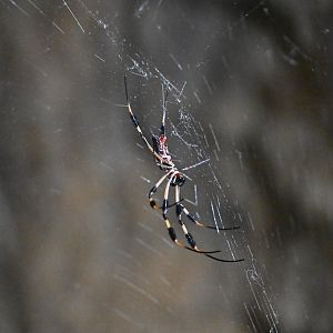 The Living Coast - Golden silk orb weaver
