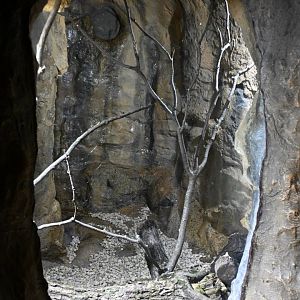 The Living Coast - Golden silk orb weaver exhibit
