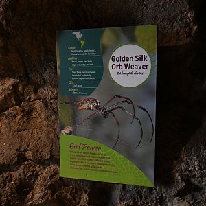 The Living Coast - Golden silk orb weaver signage