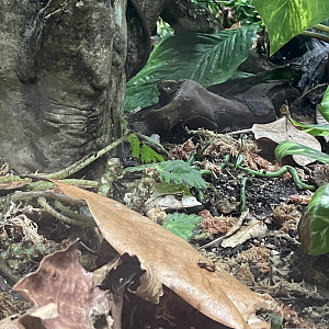 Solomon Island Leaf Frog | Reptile Realm