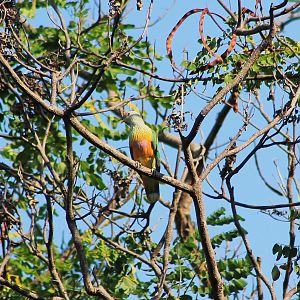 Rose-crowned Fruit Dove (Ptilinopus regina)
