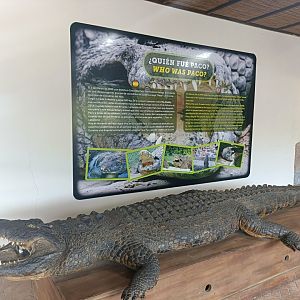 Taxidermy - Crocodile park Torremolinos