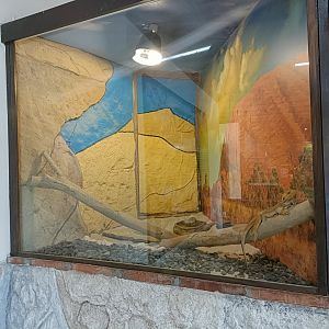 Central bearded dragon exhibit - Crocodile park Torremolinos