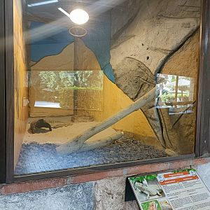 Central bearded dragon exhibit - Crocodile park Torremolinos