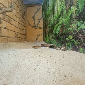 Greek tortoise exhibit - Crocodile park Torremolinos