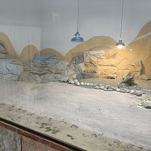 Kinixys nogueyi and Leopard tortoise exhibit - Crocodile park Torremolinos