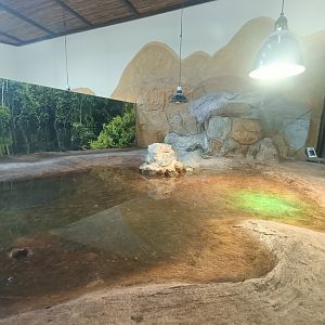 African helmeted turtle exhibit - Crocodile park Torremolinos