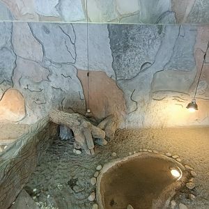 Marginated tortoise exhibit - Crocodile park Torremolinos