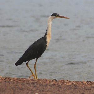 Pied Heron (Egretta picata)