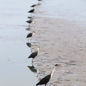 Pied Herons (Egretta picata)