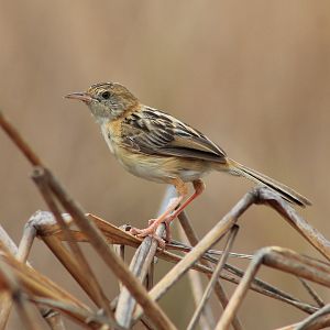 Golden-headed Cisticola (Cisticola exilis)