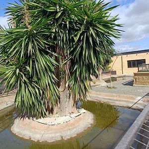 Nile crocodile exhibit - Crocodile park Torremolinos