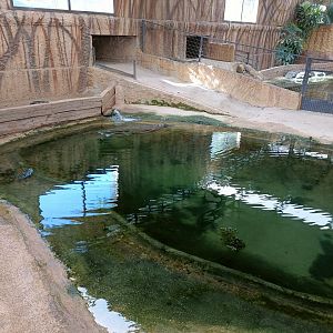 Common snapping turtle and nile crocodile exhibit - Crocodile park Torremolinos