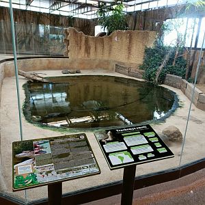 Spectacled caiman and Nicaraguan slider exhibit- Crocodile park Torremolinos