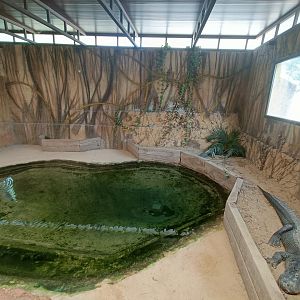American alligator exhibit - Crocodile park Torremolinos