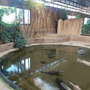 Spectacled caiman and Nicaraguan slider exhibit- Crocodile park Torremolinos