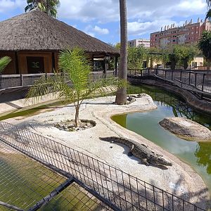Nile crocodile exhibit - Crocodile park Torremolinos