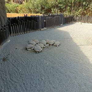 Sulcata tortoise and leopard tortoise exhibit - Crocodile park Torremolinos