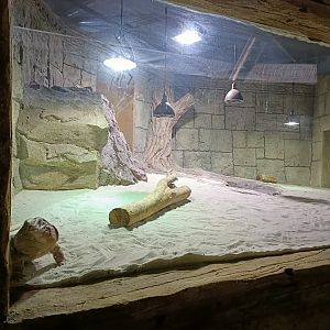 Red tegu exhibit - Crocodile park Torremolinos